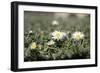 Daisies In The Sun-Incredi-Framed Giclee Print