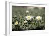 Daisies In The Sun-Incredi-Framed Giclee Print