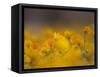 Daisies, Nieuwoudtville, Northern Cape, South Africa, Africa-Steve & Ann Toon-Framed Stretched Canvas