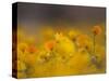 Daisies, Nieuwoudtville, Northern Cape, South Africa, Africa-Steve & Ann Toon-Stretched Canvas