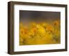 Daisies, Nieuwoudtville, Northern Cape, South Africa, Africa-Steve & Ann Toon-Framed Photographic Print