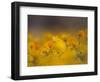 Daisies, Nieuwoudtville, Northern Cape, South Africa, Africa-Steve & Ann Toon-Framed Photographic Print