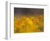 Daisies, Nieuwoudtville, Northern Cape, South Africa, Africa-Steve & Ann Toon-Framed Photographic Print