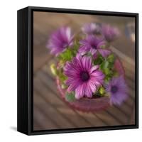 Daisies Planted in Pot-Arctic-Images-Framed Stretched Canvas