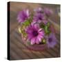 Daisies Planted in Pot-Arctic-Images-Stretched Canvas