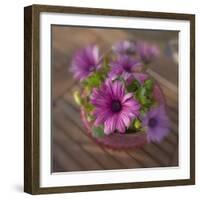 Daisies Planted in Pot-Arctic-Images-Framed Photographic Print