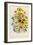 Daisies, Plate 31 from 'The Ladies' Flower Garden', Published 1842-Jane W. Loudon-Framed Giclee Print