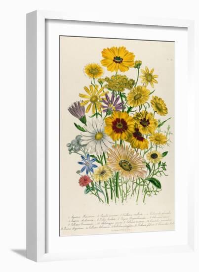 Daisies, Plate 31 from 'The Ladies' Flower Garden', Published 1842-Jane W. Loudon-Framed Giclee Print