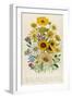 Daisies, Plate 31 from 'The Ladies' Flower Garden', Published 1842-Jane W. Loudon-Framed Giclee Print