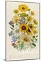 Daisies, Plate 31 from 'The Ladies' Flower Garden', Published 1842-Jane W. Loudon-Mounted Giclee Print