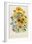 Daisies, Plate 31 from 'The Ladies' Flower Garden', Published 1842-Jane W. Loudon-Framed Giclee Print