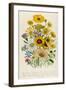 Daisies, Plate 31 from 'The Ladies' Flower Garden', Published 1842-Jane W. Loudon-Framed Giclee Print