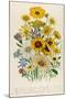 Daisies, Plate 31 from 'The Ladies' Flower Garden', Published 1842-Jane W. Loudon-Mounted Giclee Print