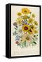 Daisies, Plate 31 from 'The Ladies' Flower Garden', Published 1842-Jane W. Loudon-Framed Stretched Canvas