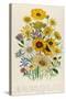 Daisies, Plate 31 from 'The Ladies' Flower Garden', Published 1842-Jane W. Loudon-Stretched Canvas