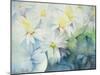 Daisies, Shasta-Karen Armitage-Mounted Giclee Print