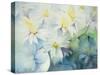 Daisies, Shasta-Karen Armitage-Stretched Canvas
