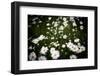 Daisies, United Kingdom, Europe-John Alexander-Framed Premium Photographic Print