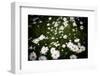 Daisies, United Kingdom, Europe-John Alexander-Framed Premium Photographic Print