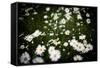 Daisies, United Kingdom, Europe-John Alexander-Framed Stretched Canvas