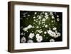 Daisies, United Kingdom, Europe-John Alexander-Framed Photographic Print