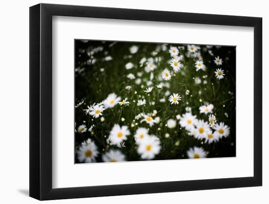 Daisies, United Kingdom, Europe-John Alexander-Framed Photographic Print