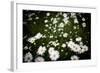 Daisies, United Kingdom, Europe-John Alexander-Framed Photographic Print