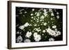 Daisies, United Kingdom, Europe-John Alexander-Framed Photographic Print