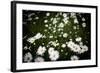 Daisies, United Kingdom, Europe-John Alexander-Framed Photographic Print