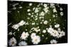 Daisies, United Kingdom, Europe-John Alexander-Mounted Photographic Print