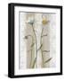 Daisies-Valerie Roy-Framed Art Print