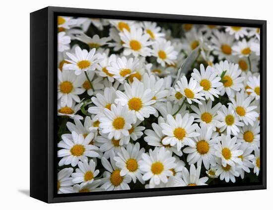 Daisies-null-Framed Stretched Canvas