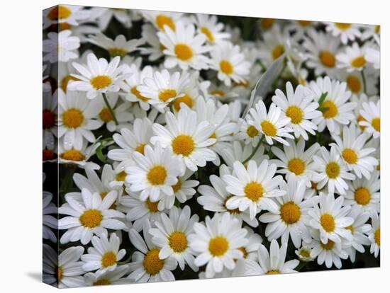 Daisies-null-Stretched Canvas