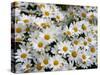 Daisies-null-Stretched Canvas