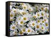 Daisies-null-Framed Stretched Canvas