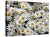 Daisies-null-Stretched Canvas