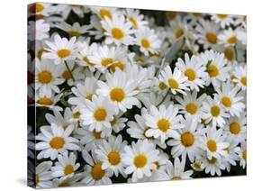 Daisies-null-Stretched Canvas