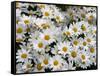 Daisies-null-Framed Stretched Canvas