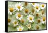 Daisies-Walter Cimbal-Framed Stretched Canvas