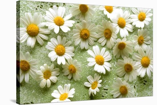 Daisies-Walter Cimbal-Stretched Canvas