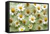 Daisies-Walter Cimbal-Framed Stretched Canvas