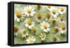 Daisies-Walter Cimbal-Framed Stretched Canvas