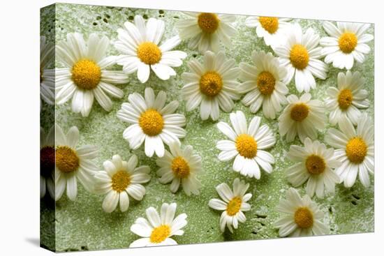 Daisies-Walter Cimbal-Stretched Canvas