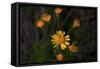 Daisies-Gordon Semmens-Framed Stretched Canvas