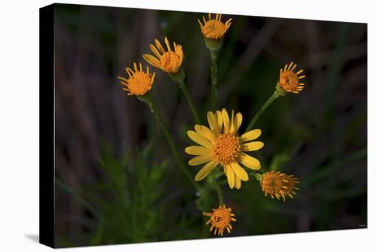 Daisies-Gordon Semmens-Stretched Canvas