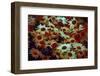 Daisies-Andr? Burian-Framed Photographic Print