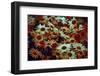 Daisies-Andr? Burian-Framed Photographic Print