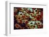 Daisies-Andr? Burian-Framed Photographic Print