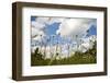 Daisies-Veneratio-Framed Photographic Print