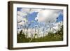 Daisies-Veneratio-Framed Photographic Print